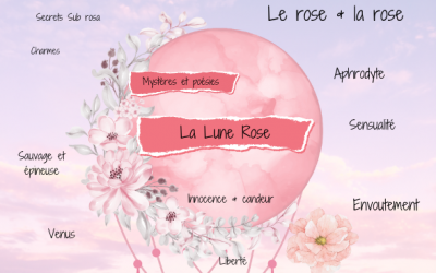 Cafard dans la maison signification – Rose La Lune